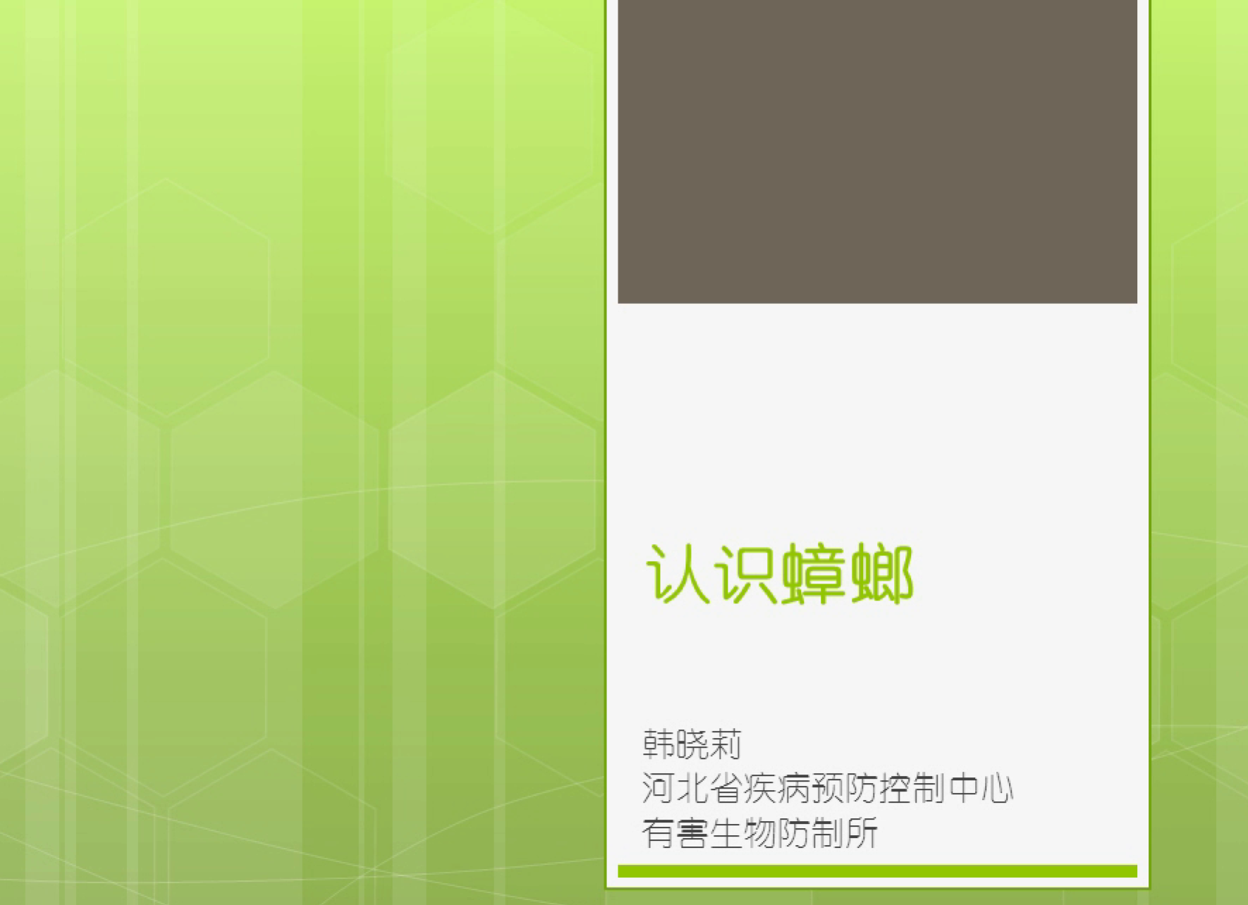 认识蟑螂